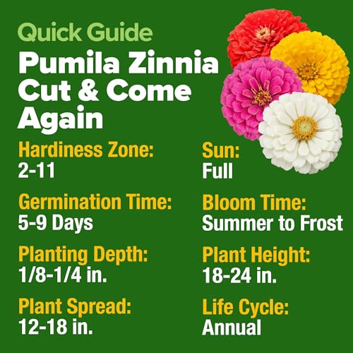 Pumila Dwarf Zinnia Mix 700 Flower Seeds Zinnia elegans