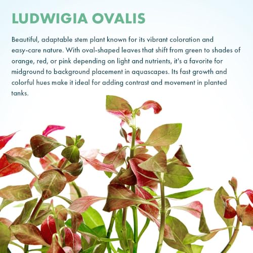 Live Plants Ludwigia Ovalis (Lead Bunch - 4 Pack / Ludwigia Ovalis)