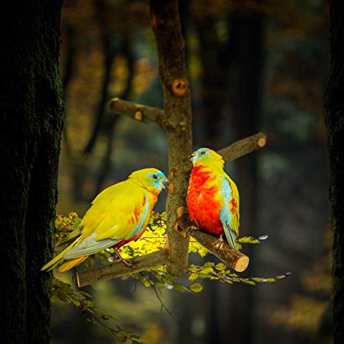 Bird Perch Nature Apple Hard Wood Stand (Set 1)