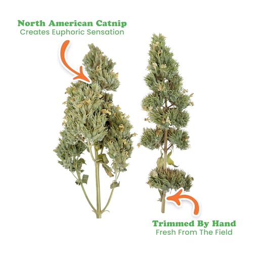 Dried Catnip Buds Jar for Cats