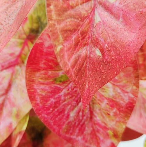 Fake Reptile Plants for Terrarium (Red Arrowhead)