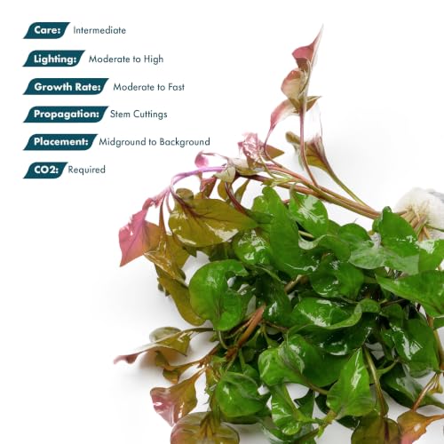Live Plants Alternanthera Amabilis Tricolor (Lead Bunch - 1 Pack / Alternanthera Amabilis Tricolor)