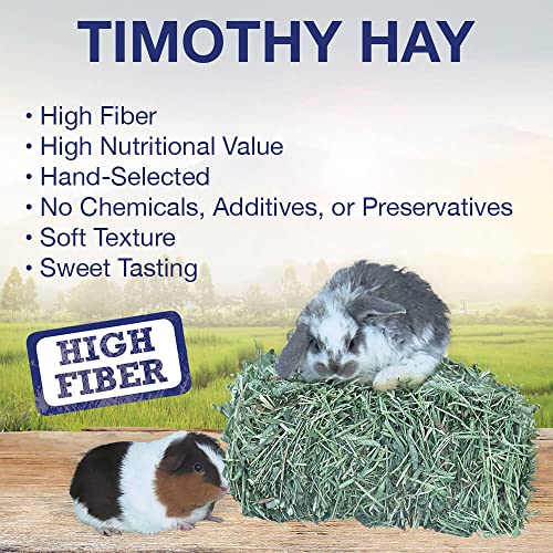 Timothy Hay Mini Bale (160 Ounce (Pack of 1))