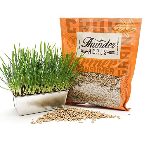 Organic Oat Seed for Planting & Cat Grass (1 Pound (Pack of 1))