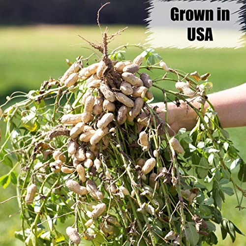 in Shell Peanuts (25 Pound (Pack of 1) / In-Shell)