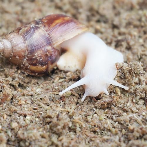 2 Quarts Organic Fiber Substrate for Pet Snail (2QT)