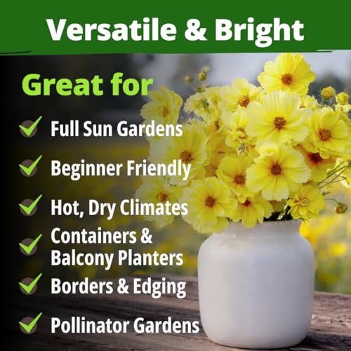 Cosmos Seeds Dwarf Lemon