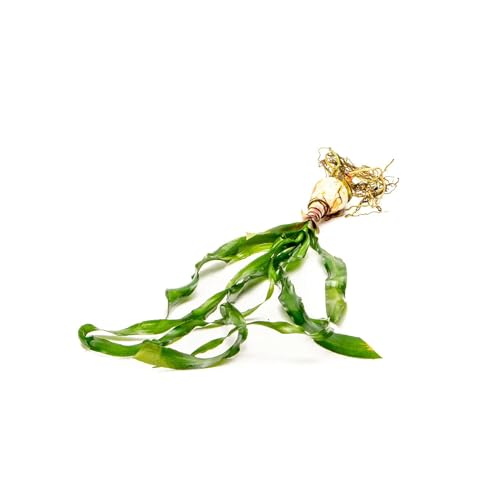 Live Plants Thai Onion Plant (Bulb - 1 Pack / Crinum Thaianum)