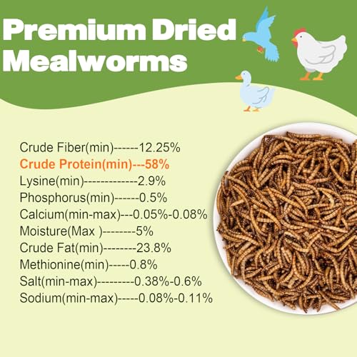 Dried Mealworms