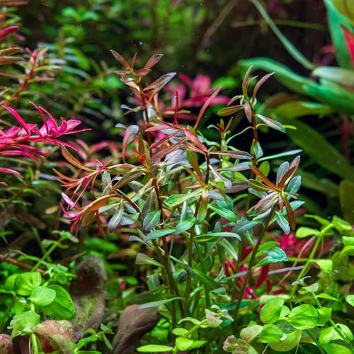 Live Aquarium Stem Plants (Lead Bunch - 4 Pack / Ludwigia Arcuata)