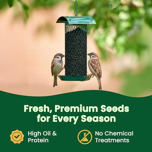 5 LB Black Oil Sunflower Seeds Bird Food (5 Pound (Pack of 1))