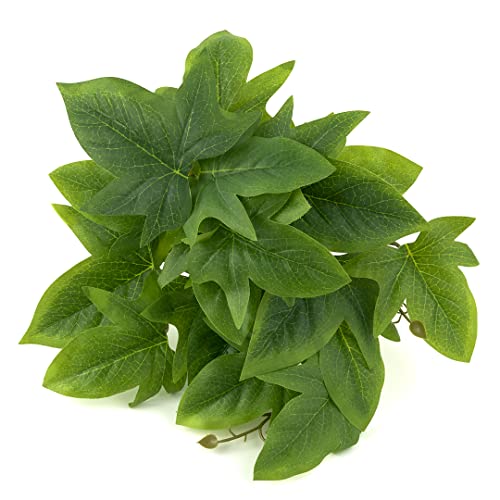 Fake Sweet Potato Vine (Fake Sweet Potato Vine)