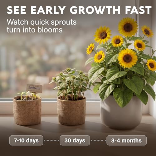 Sunflower Seeds Growing Kit