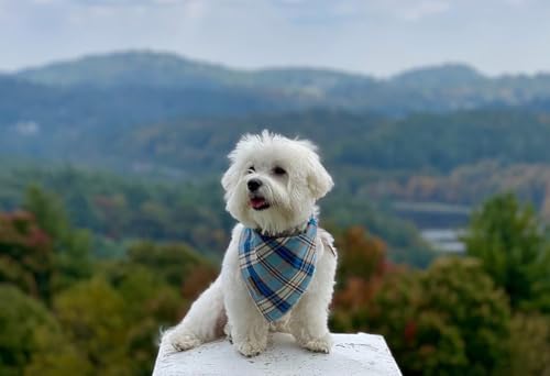 Dog Bandana for Small Medium Large Dogs (Blue Grid / Large (Pack of 1))