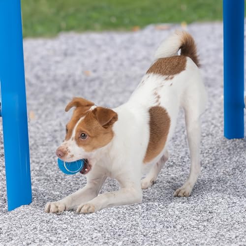 Interactive Squeaky Dog Chew Toy (Tennis (Assorted Color) / Small (Pack of 8))