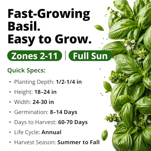 Italian Large Leaf Basil Seeds