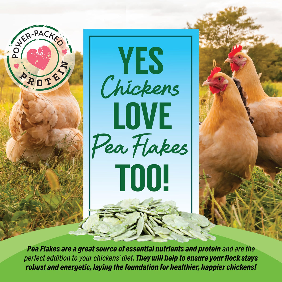 Pea Flakes Treats for Rabbits & Guinea Pigs (16 Ounce (Pack of 1))