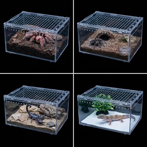 Small Tarantula Enclosure 8×6×4" (A-S(8x6x4in))