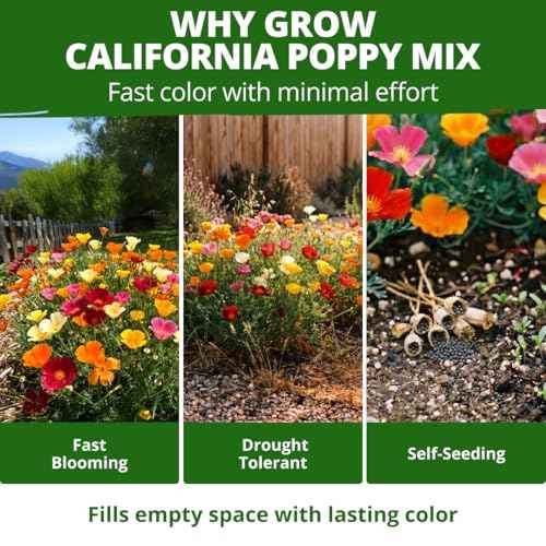 California Poppy Formula Mix 3000 Seeds Eschscholzia californica
