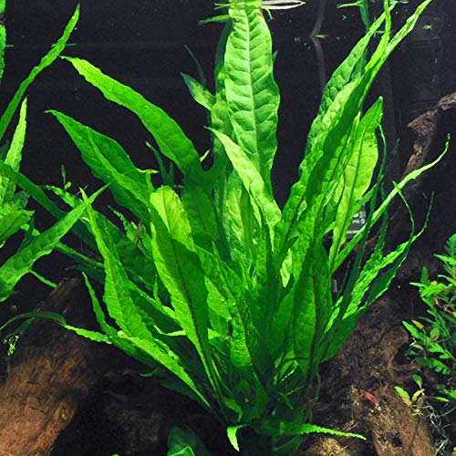 Microsorum Java Fern Plants for Freshwater Aquariums