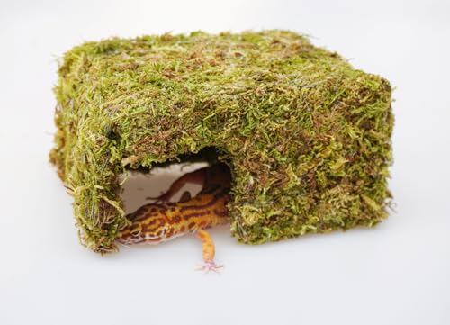 Leopard Gecko Tank Accessories