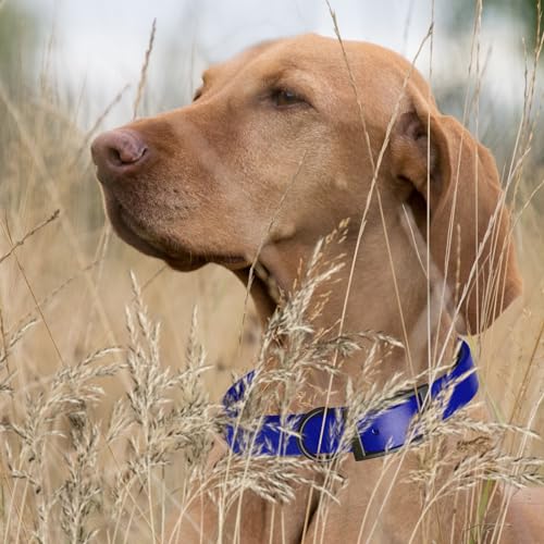 Biothane Waterproof Dog Collar Strong Coated Nylon Webbing with Black Hardware Odor (W1" x L22"-25" / Blueberry Royal)