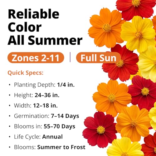 Cosmos Bright Lights Mix 2500 Flower Seeds Cosmos sulphureus
