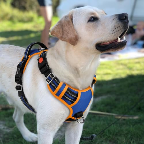 Dog Harness for Large (Royal Blue & Orange / Large)