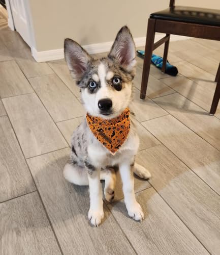 Halloween Dog Bandana (Halloween / Small (Pack of 1))