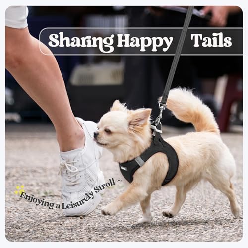 Dog Harness Small Sized and Leash Set (Black / Xxxs (chest: 10.8 - 11.8"))