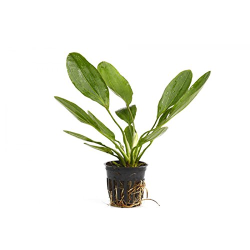 Potted Melon Sword (Green)