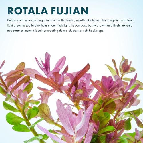 Live Plant Rotala Fujian (Lead Bunch - 1 Pack / Rotala Fujian)