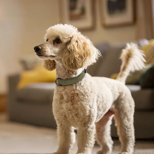 Soft PU Leather Dog Collar (M: Neck 11-15", Width ¾" / Dark Green)