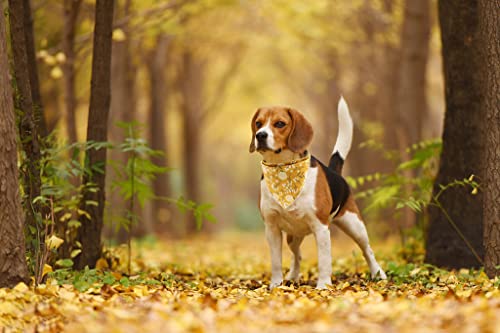 Flower Dog Bandana (Yellow / Small (Pack of 1))