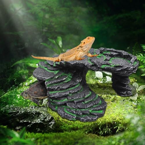 Large Bearded Dragon Hideout