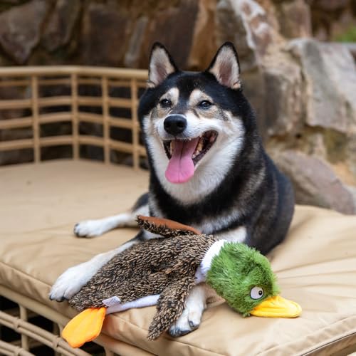 2-in-1 Stuffless Squeaky Dog Toy - Wild Duck, Pig, Medium (Multicolor/Pig & Wild Duck / Medium)