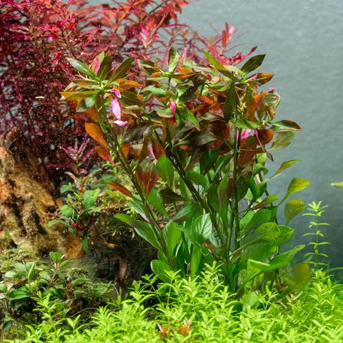 Live Aquarium Stem Plants (Lead Bunch - 4 Pack / Hygrophila Lancea 'Araguaia')