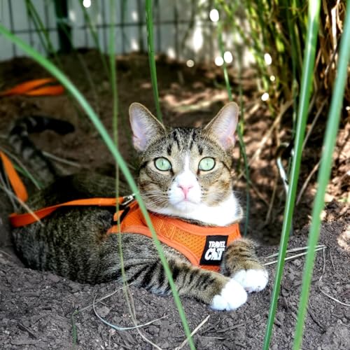 Travel Cat Harness and Leash Set (Medium / Orange)