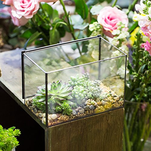 Small Glass Terrarium Planter with Lid (Black / 17x10x12cm)