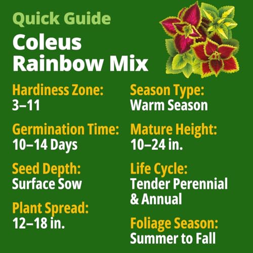 Rainbow Coleus 900 Flower Seeds Plectranthus scutellarioides
