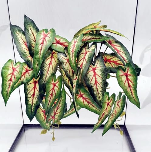 Reptile Plants for Terrarium (Alocasia Odora-a)