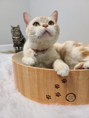 Necoichi Cat Scratcher Bowl for Indoor Cats (Regular / Oak)