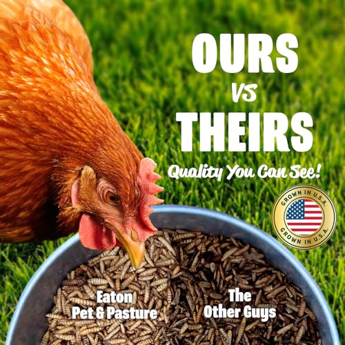 Premium Grubs (1 Pound (Pack of 1))