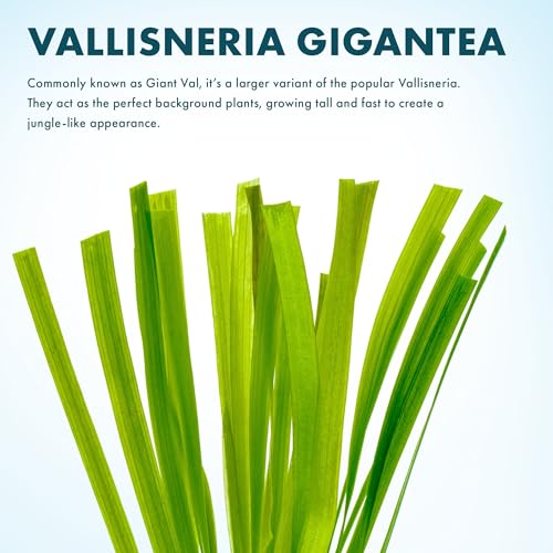 Live Plant Tall Grass (Lead Bunch - 4 Pack / Gigantea)