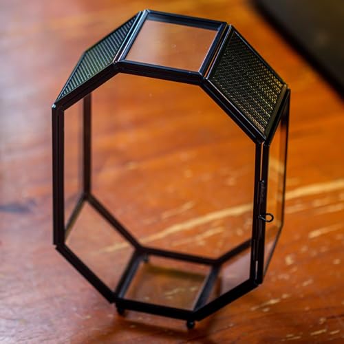 Mini Vented Glass Terrarium with Vent and Door for Jumping Spiders (5 x 2.3 x 7 inches)