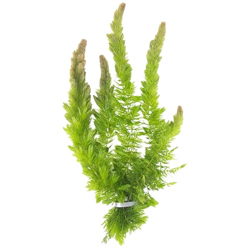 Hornwort Aquarium Plant (1 Pack)