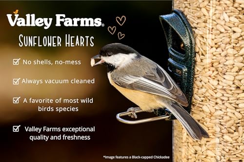 Whole Sunflower Hearts for Birds (4 Pound (Pack of 1))