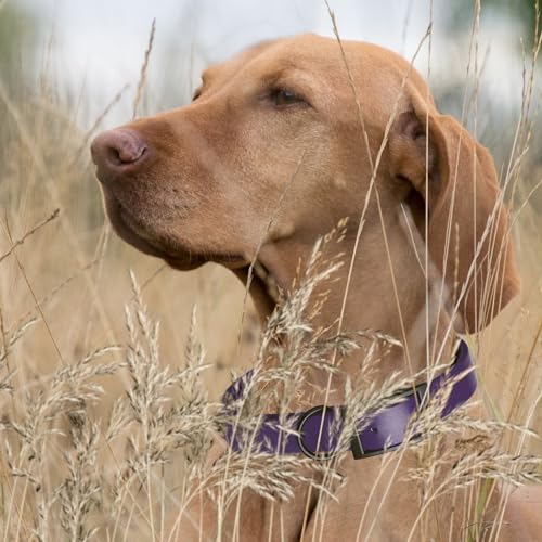 Biothane Waterproof Dog Collar Strong Coated Nylon Webbing with Black Hardware Odor (W1" x L22"-25" / Violet Purple)
