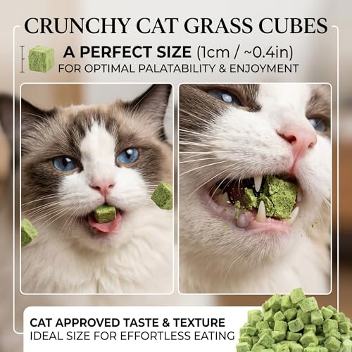 Cat Grass Treat Indoor 60g (2.12 Ounce (Pack of 1))