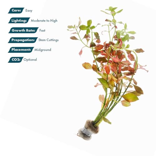 Live Plants Ludwigia Ovalis (Lead Bunch - 4 Pack / Ludwigia Ovalis)